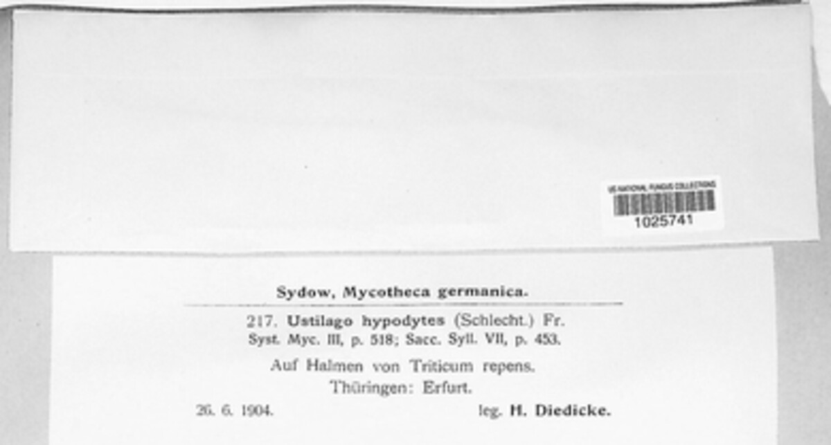 Tranzscheliella hypodytes image